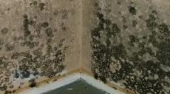 Pericol de aspect al mucegaiului în casă